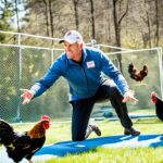 Kiat Efektif Panduan Memilih Ayam Bertarung