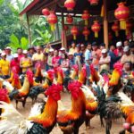 Situs Taruhan Sabung Ayam